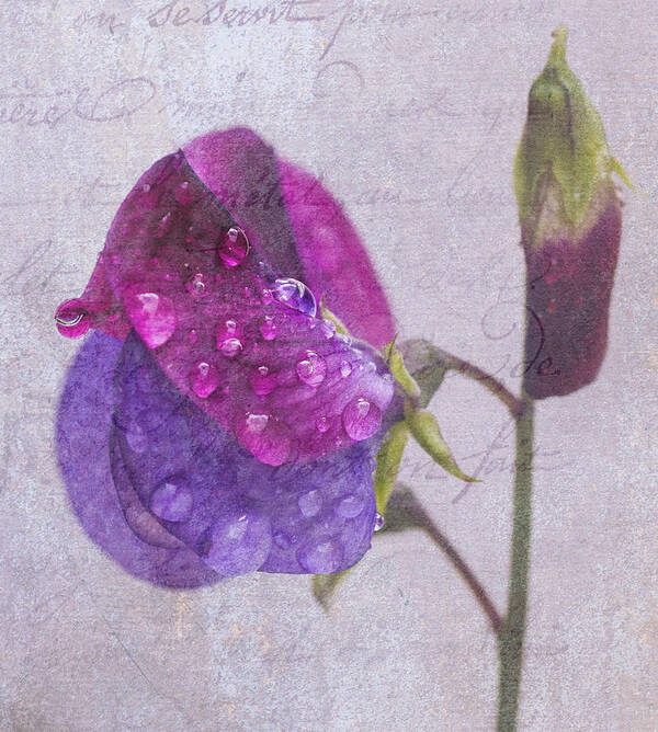 Sweet Poster featuring the photograph Sweet Pea Raindrops by Diane Fifield