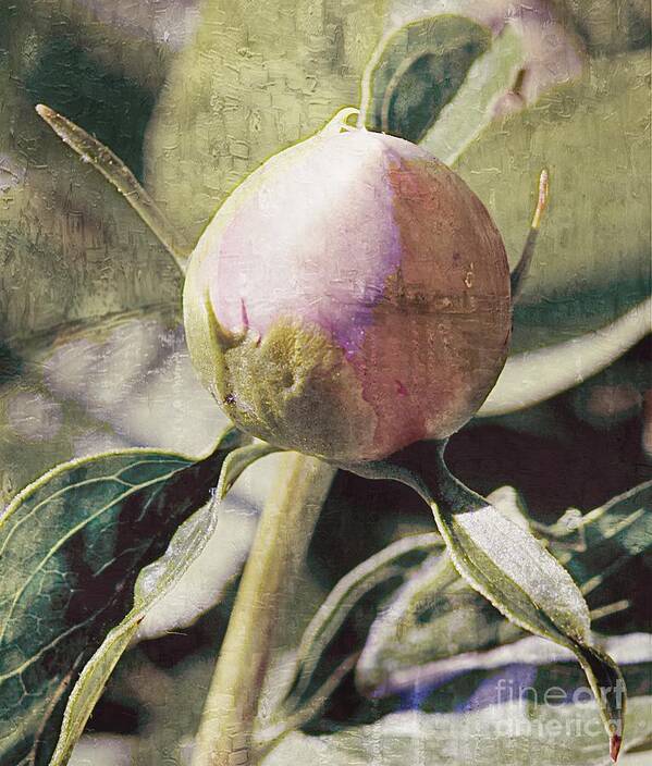 Peony Poster featuring the photograph Sweet Pink Peony Bud by Lilliana Mendez