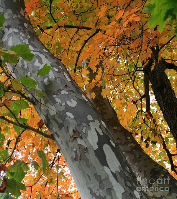 Plant Poster featuring the photograph Sycamore Tree in October by Karen Adams