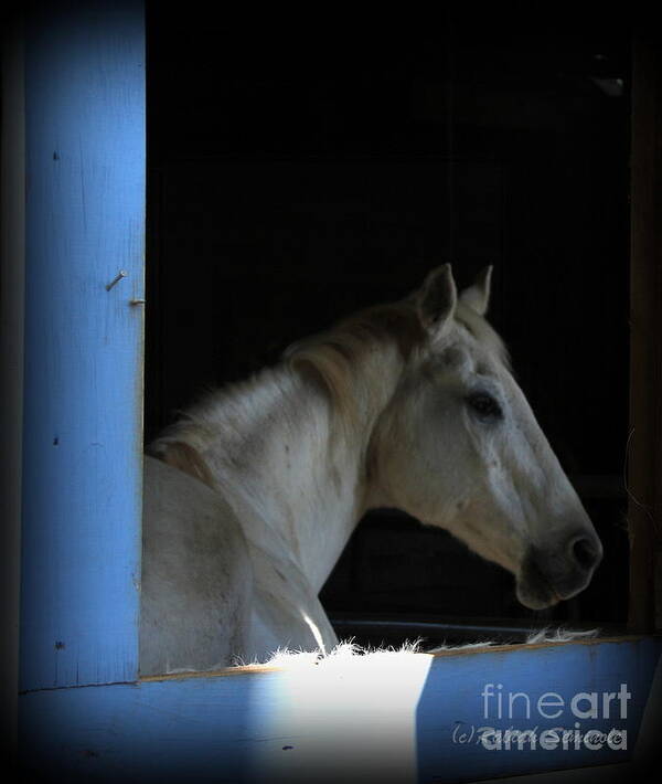 Horses Poster featuring the photograph Through the Window by Rabiah Seminole
