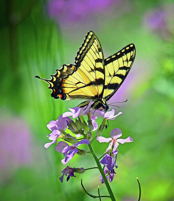 Butterfly Poster featuring the photograph Tiger Swallowtail by Rodney Campbell