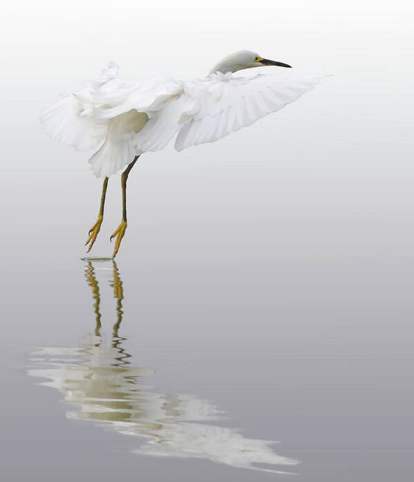 Bird Poster featuring the photograph Touching Down by Bruce Bonnett