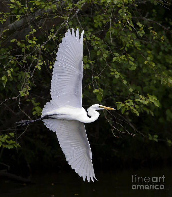 Bird Poster featuring the photograph White Egret In Flight-Signed-#0716 by J L Woody Wooden