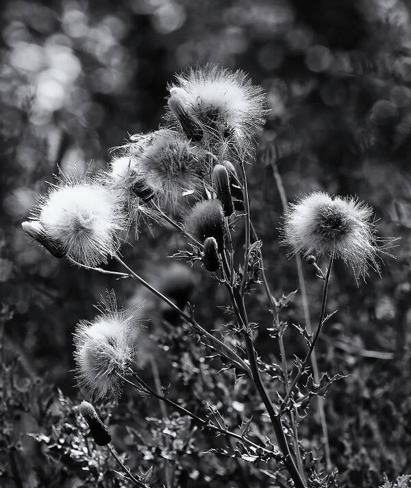 Wildflowers Poster featuring the photograph Wildflowers and Seedheads Monochrome by Jeff Townsend