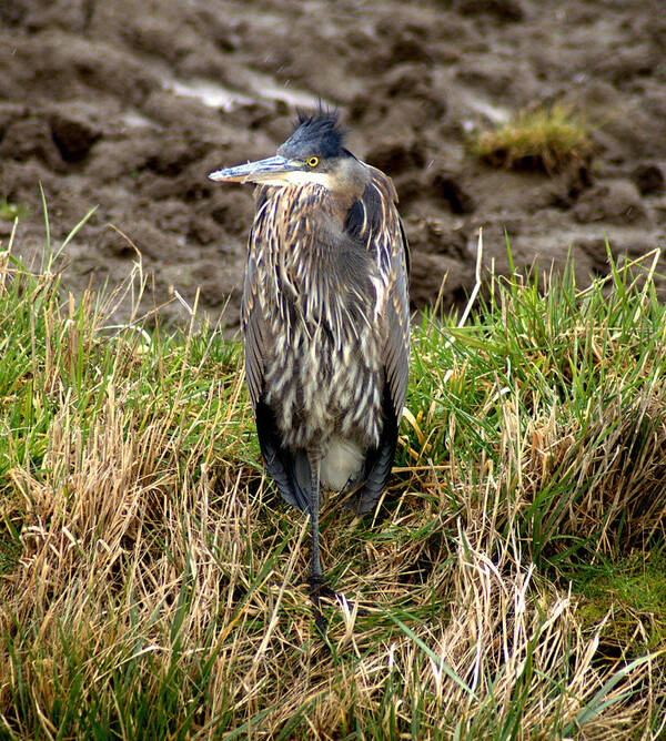 Heron Poster featuring the photograph Windswept heron by Jerry Cahill