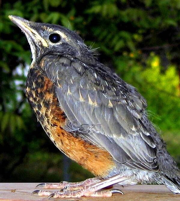 Young American Robin Poster featuring the photograph Young American Robin by Will Borden