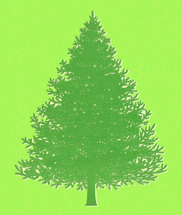 Campy Poster featuring the drawing Pine Tree #12 by CSA Images