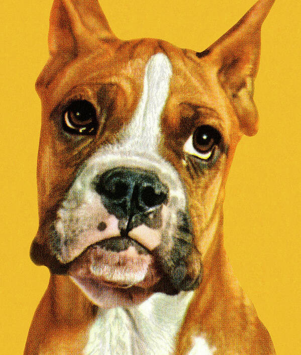 Animal Poster featuring the drawing Head of a Dog #2 by CSA Images