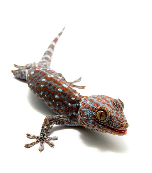 Lizard Poster featuring the photograph Tokay Gecko #2 by Nathan Abbott