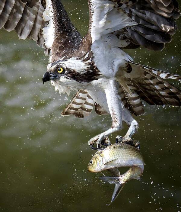 Osprey Poster featuring the photograph Osprey #4 by Tao Huang