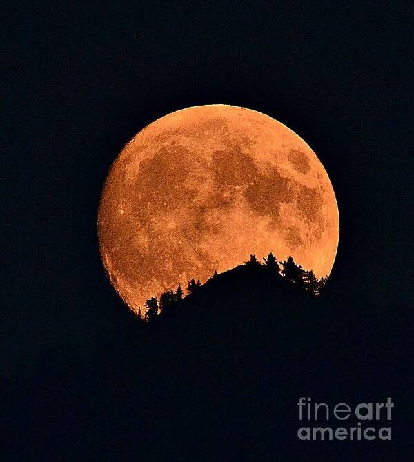 Full Moon Poster featuring the photograph Bad Moon Rising by Dorrene BrownButterfield