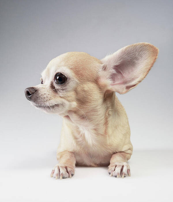 Pets Poster featuring the photograph Chihuahua Listening by Stilllifephotographer