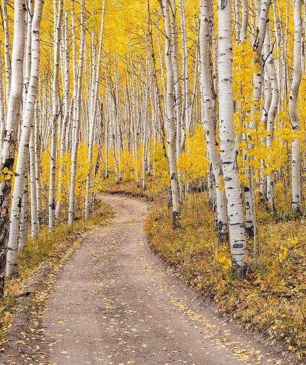 Aspen Poster featuring the photograph Colorado Gold II by Rand Ningali