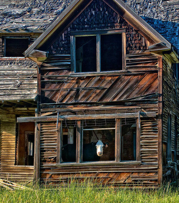 Cow Poster featuring the photograph Cow in Living Room by Ed Broberg