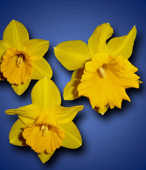 Daffodils Poster featuring the photograph Daffodil Trio by Tara Hutton