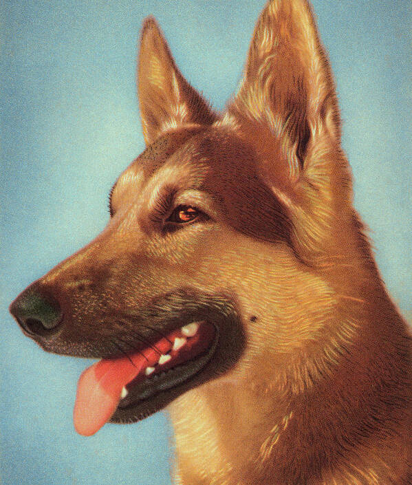 Animal Poster featuring the drawing German Shepard Dog by CSA Images