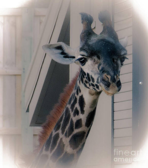 Wildlife Poster featuring the photograph Giraffe by William Norton