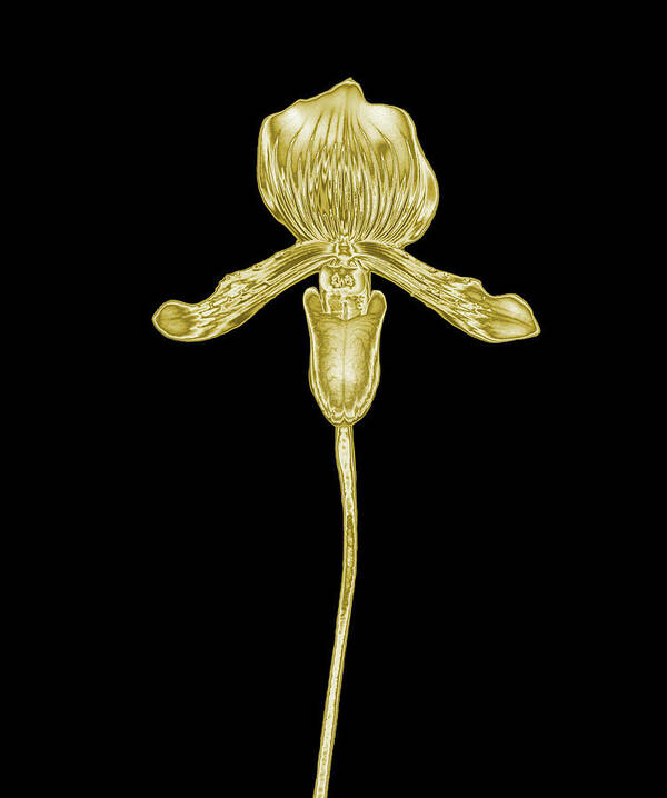 Black Background Poster featuring the photograph Gold Orchid On A Black Background by Mike Hill