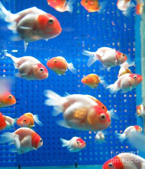 Orange Poster featuring the photograph Goldfish by Johnny Lye