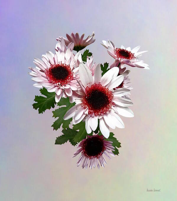 Chrysanthemums Poster featuring the photograph Light Pink Mums With Dark Pink Center by Susan Savad