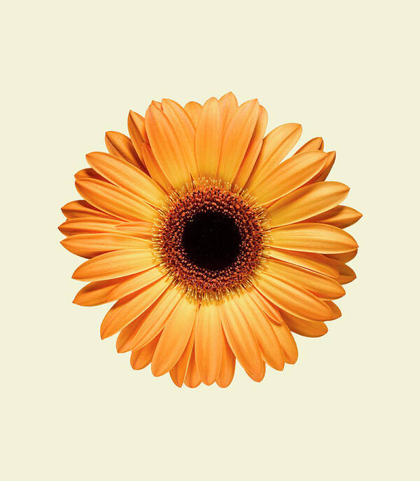 Orange Color Poster featuring the photograph Orange Gerbera by Adrian Burke
