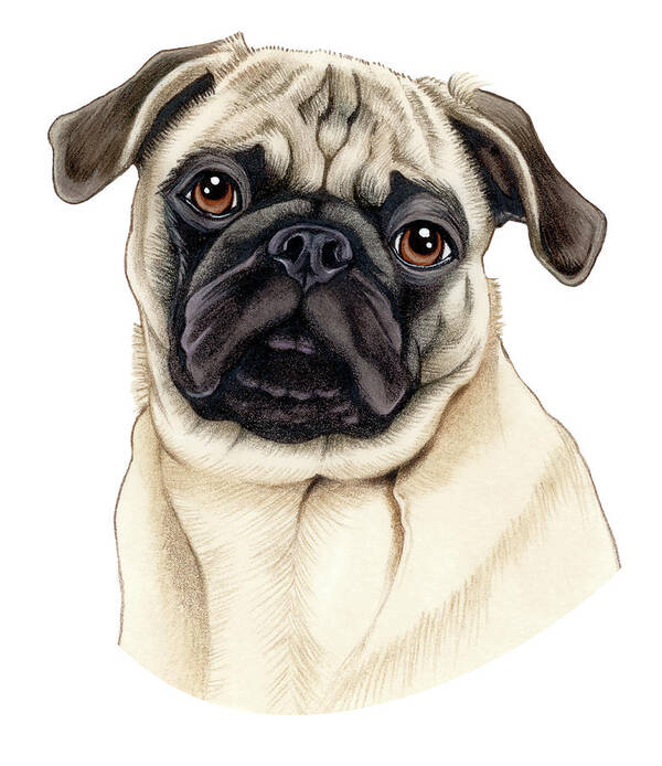 Pug Fawn Poster featuring the mixed media Pug Fawn by Tomoyo Pitcher