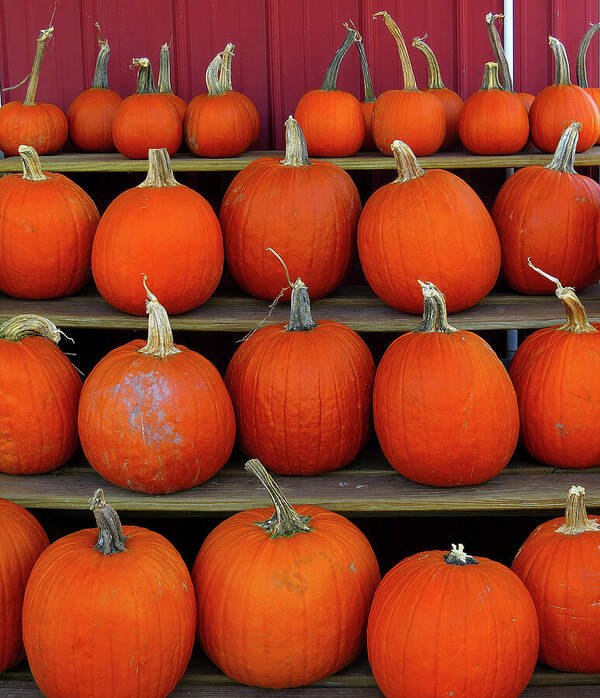 Pumpkins Poster featuring the photograph Pumpkins in a Row by Linda Stern