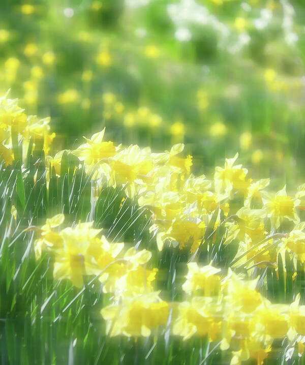 Daffodils Poster featuring the photograph Spring Daffodils by Ken Krolikowski