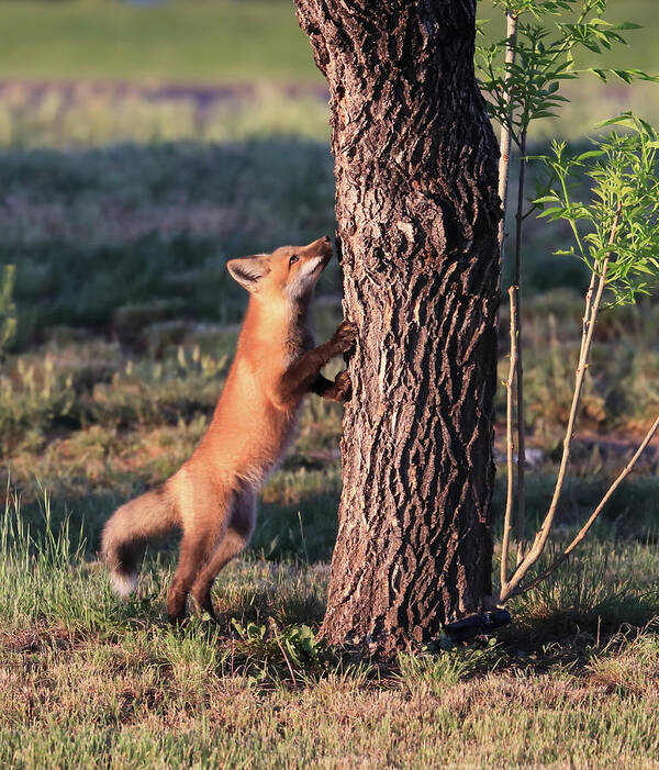 Fox Poster featuring the photograph Up A Tree by Shane Bechler