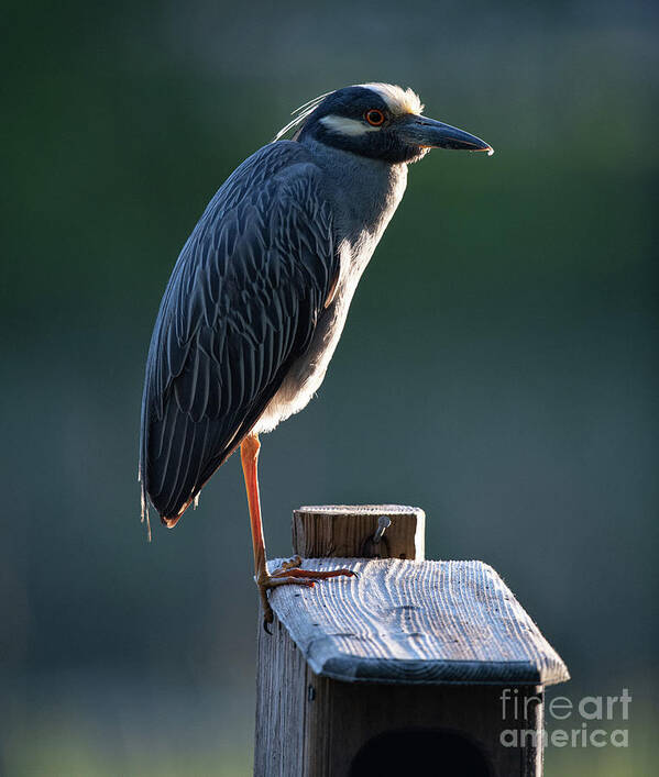 Yellow Crowned Night Heron Poster featuring the photograph Nyctanassa Violacea - Yellow Crowned Night Heron by Dale Powell