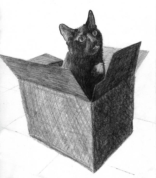 Cat Poster featuring the drawing A black cat in a box sticking his head out of the box by Tim Murphy
