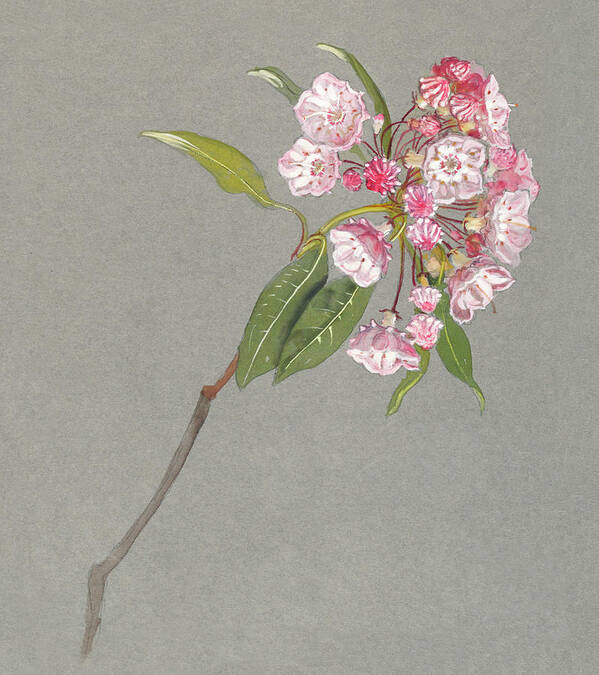 19th Century Poster featuring the painting A Bough of Mountain Laurel with Leaves and Blossoms by MotionAge Designs