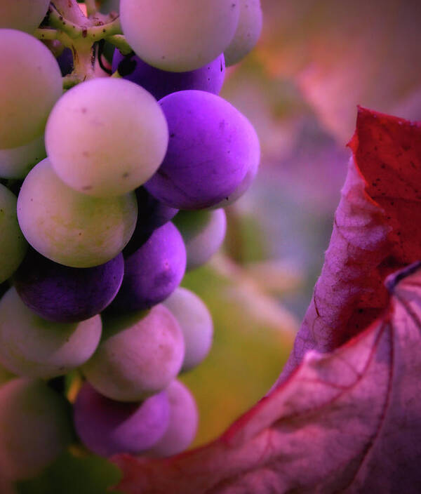 Grapes Poster featuring the photograph Almost Ripe Grapes by Sally Bauer