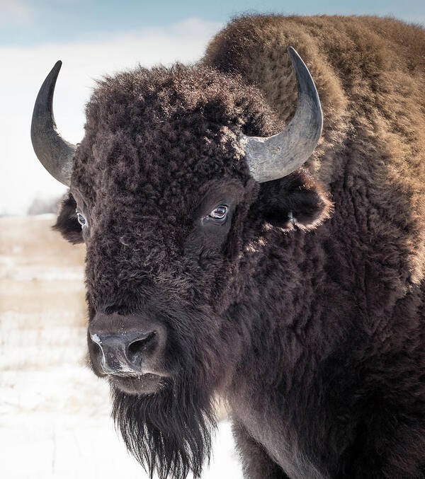 Bison Poster featuring the photograph American Bison by Linda Villers