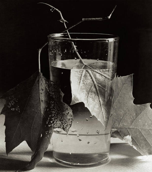 Black And White Poster featuring the drawing Army Leaves, Fort Belvoir, Virginia, 1944 by Horst P Horst