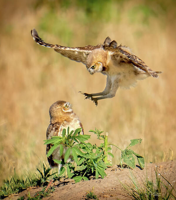 Burrowing Owls Poster featuring the photograph Baby Burrowing Owl Attack by Judi Dressler