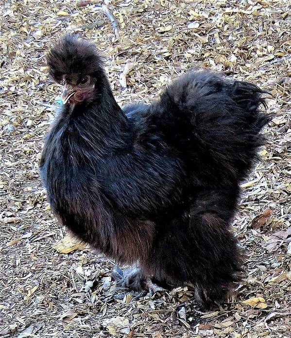 Black Chickens Poster featuring the photograph Black Silkie Bantam by Linda Stern