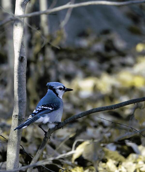 Animal Poster featuring the photograph Blue bird by Paul Ross