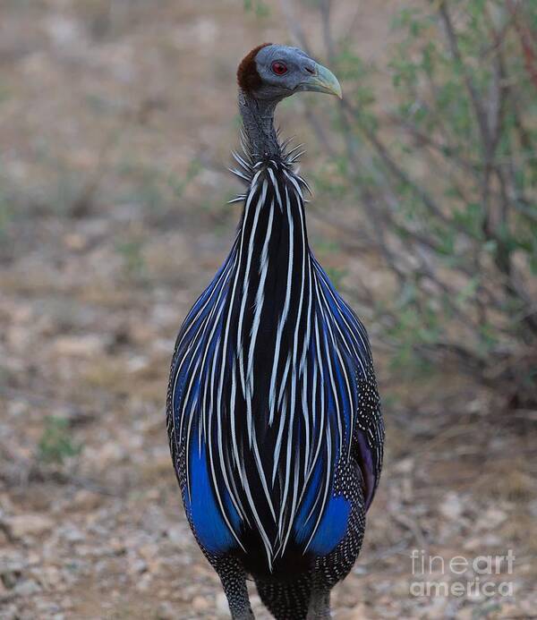 Guineafowl Poster featuring the photograph Blue butler by Nirav Shah