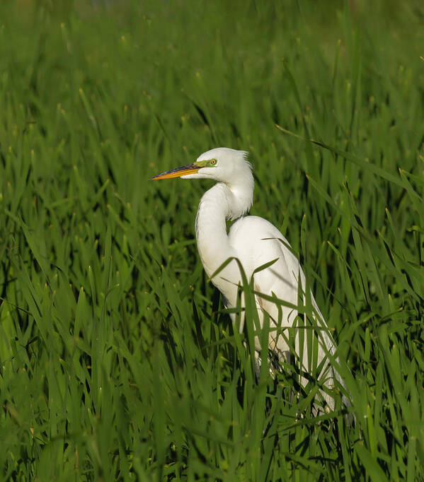 Great Egret Poster featuring the photograph Great Egret 2014-19 by Thomas Young