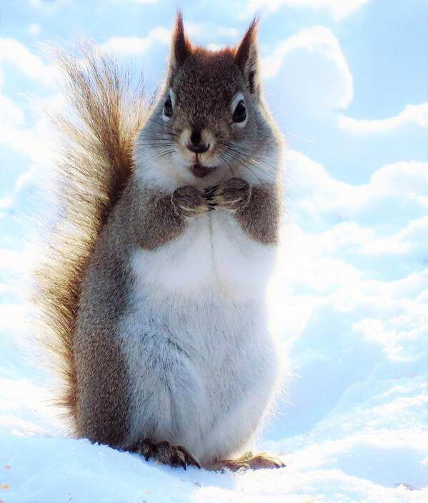 Squirrels Poster featuring the photograph Happy Little Squirrel by Lori Frisch