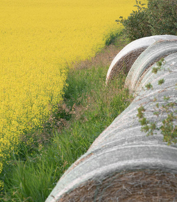 Hay Poster featuring the photograph Hay Bales And Rapeseed by Phil And Karen Rispin