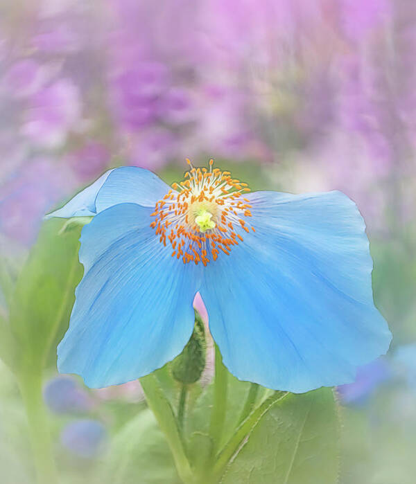 Poppy Poster featuring the photograph Himalayan Blue Poppy - In The Garden by Sylvia Goldkranz