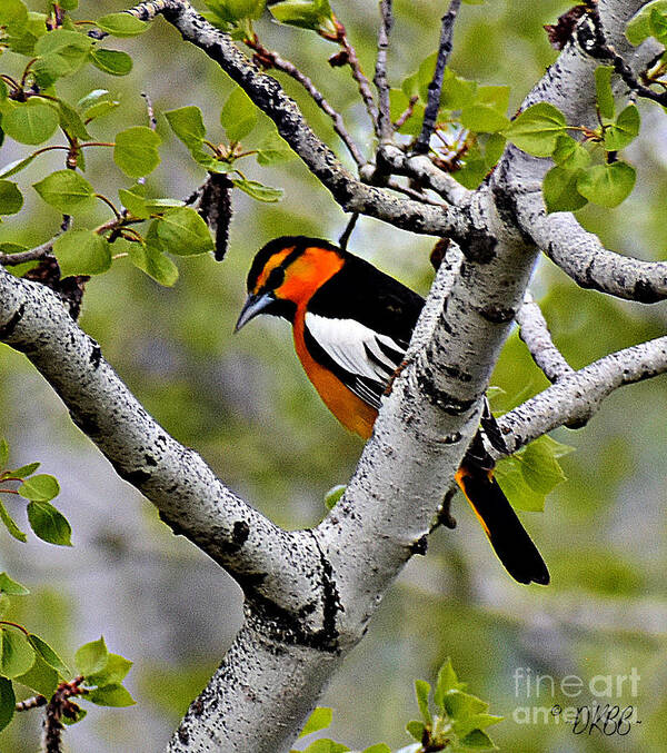 Bullock's Oriole Poster featuring the photograph In the Aspen #2 by Dorrene BrownButterfield