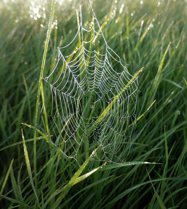 Spider Poster featuring the photograph Morning Spider Web by Karen Rispin