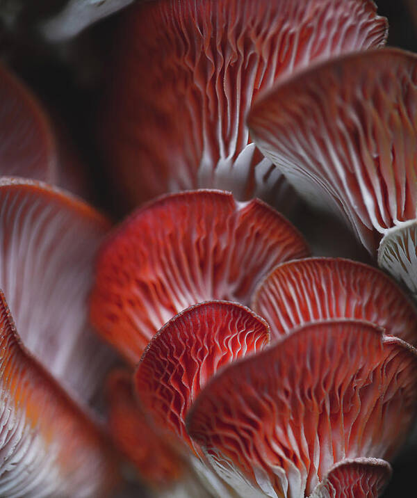 Mountain Poster featuring the photograph Mushroom Macro by Go and Flow Photos