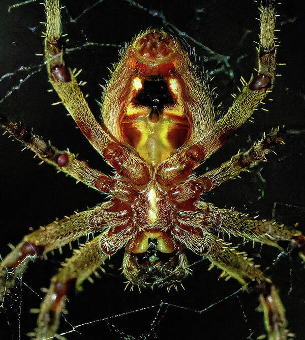 Spider Poster featuring the photograph Orb Weaver Spider by William Jobes