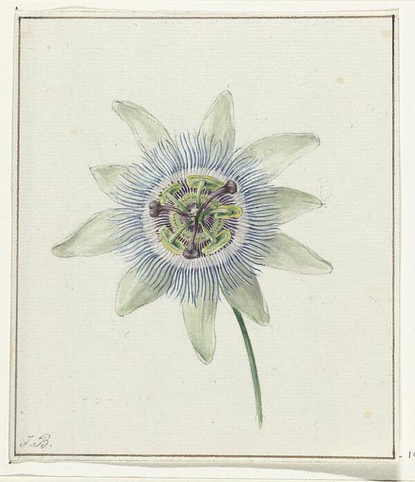 Vintage Poster featuring the painting Passion Flower, Jean Bernard, c. 1825 by MotionAge Designs