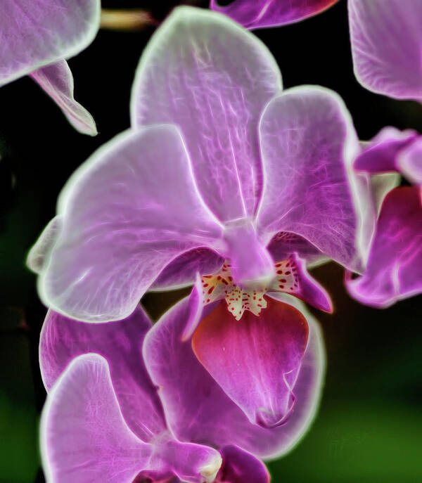 Face Masks Poster featuring the photograph Pink orchid from Cuba by Cordia Murphy