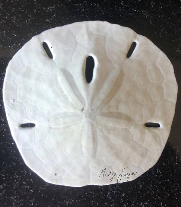 Sand Dollar Poster featuring the photograph Sand Dollar by Medge Jaspan